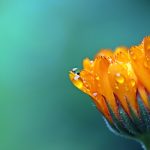 marigold-1568646_1280 - Jeremy Renner